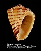 Pinaxia versicolor